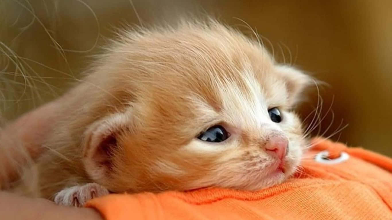 Traurige Katze